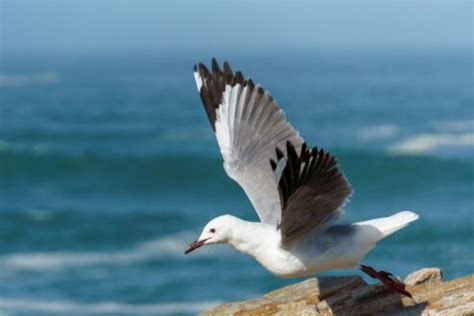 30 Types of Seagulls: A Fascinating Look at Their Diversity