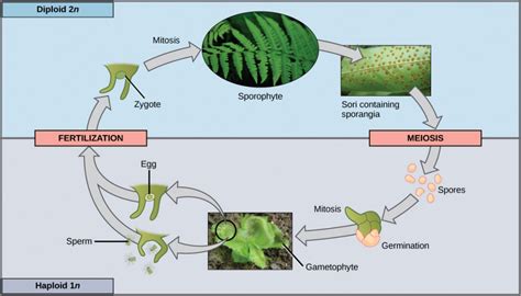 Plant Kingdom Diagram