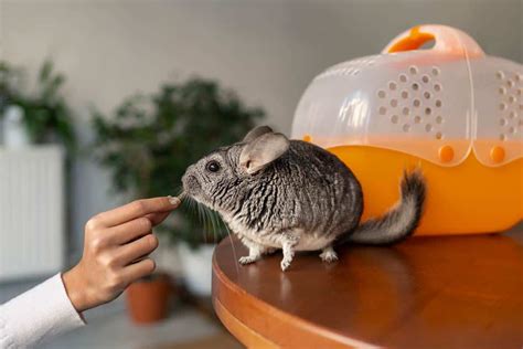 Chinchilla Pet Food Bowl | edu.svet.gob.gt