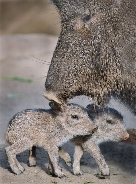 Pigging out | Two Chacoan Peccaries, born at the San Diego Z… | Flickr