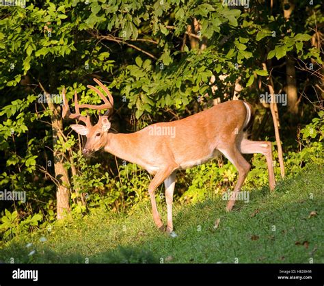 Whitetail buck with antlers in velvet headed into the sun at dusk Stock ...