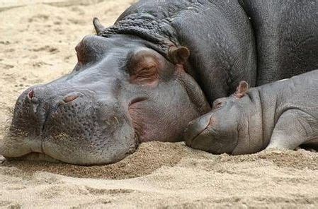 Mom and baby hippo - Hippos Photo (24490518) - Fanpop