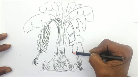 How to draw banana tree step by step (very easy) || Banana Tree Pencil D... | Tree drawings ...