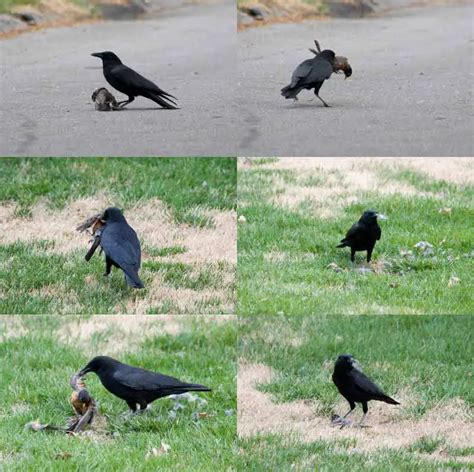 [bcbirdclub] Strange Crow Behavior (GRAPHIC PHOTOS!) - bcbirdclub ...