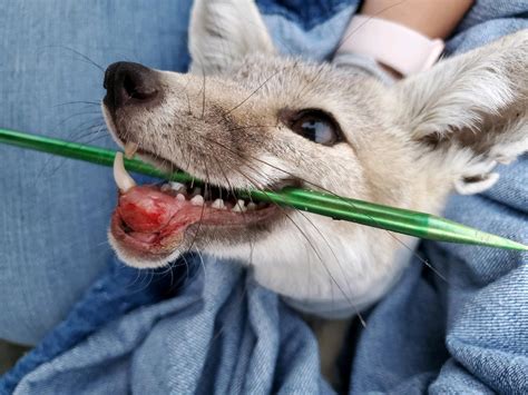 San Joaquin Kit Fox Gets Help at CWC | California Wildlife Center