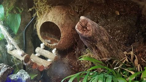 Crested Gecko Habitat Set-up Guide 101: How To Set up a Habitat For ...