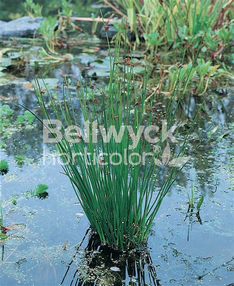 Juncus effusus - Norview Gardens Ltd.