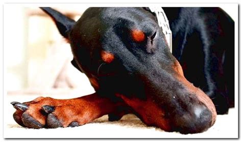 Wobbler syndrome in dogs - Causes, symptoms and treatment - Dogsis