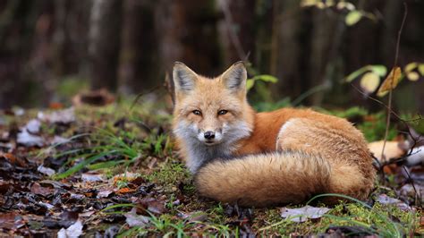 Red fox with Instagram account euthanized after Colorado Springs woman ...