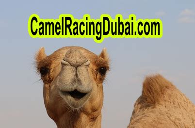 Camel Racing History – Camel Races