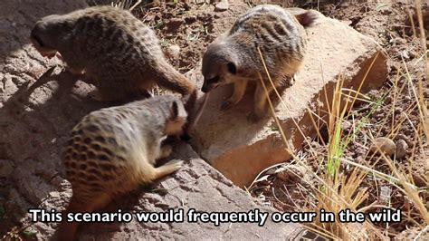 Meerkats eating a Brown House Snake - YouTube