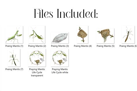 Life Cycle Of A Praying Mantis