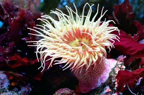 Sea Anemone – "OCEAN TREASURES" Memorial Library