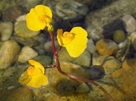 Bladderwort | Carnivorous plants, Plants, Flower identification