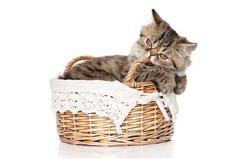 210+ Persian Kitten In A Basket Stock Photos, Pictures & Royalty-Free Images - iStock