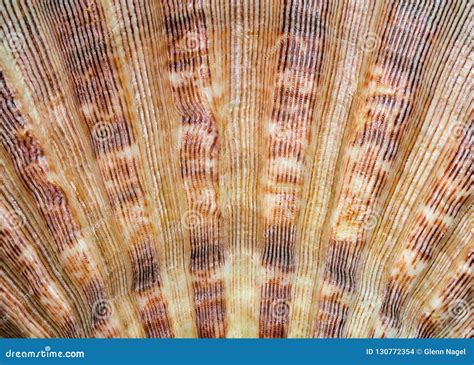 Closeup Texture of Sea Shell Stock Photo - Image of marine, textured: 130772354