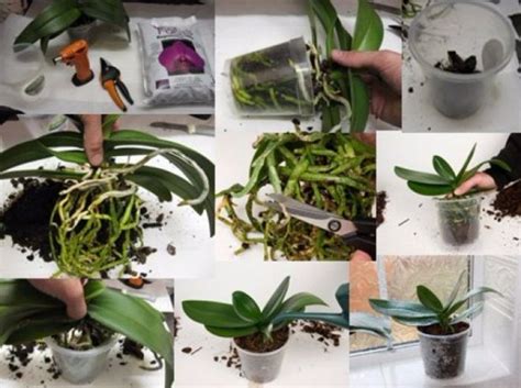 Transplanting after flowering orchids in another pot