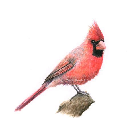 Cardinal Watercolor Print - Etsy