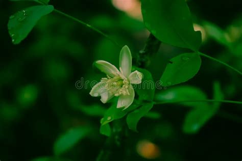 Beli Flower and Green Leaf with Cool Background Stock Image - Image of wildflower, cool: 258528771