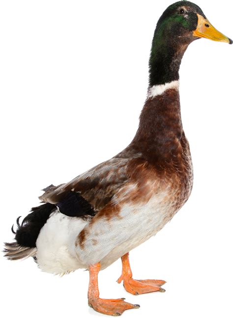 Duck PNG image