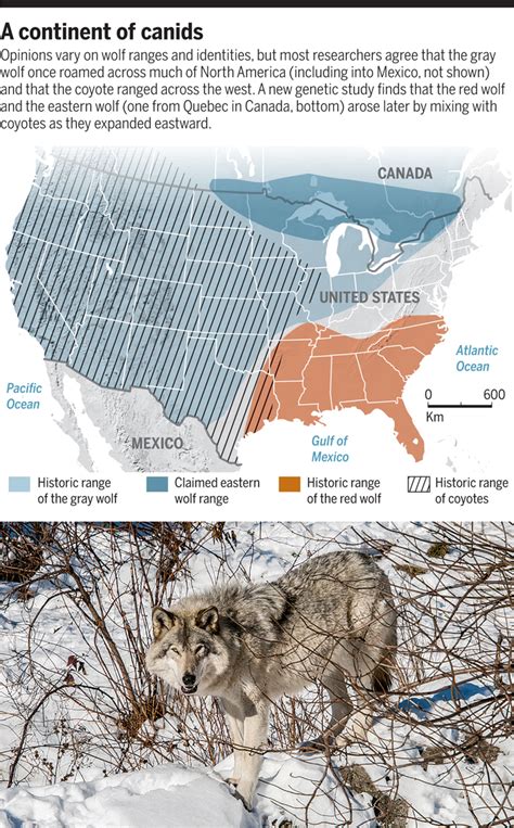 Rethinking the North American wolf | Science