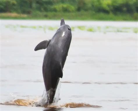 Amazon River Dolphin - Facts, Diet, Habitat & Pictures on Animalia.bio