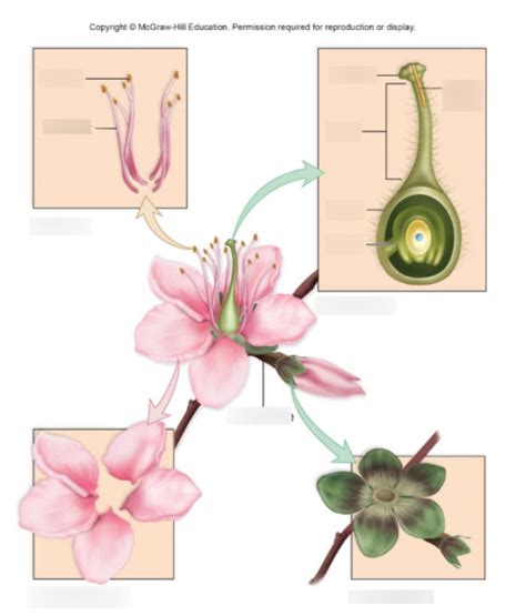 Flower Anatomy Diagram | Quizlet