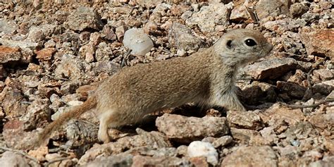 Desert Rodent | The Round Tailed Ground Squirrel. They are c… | Flickr