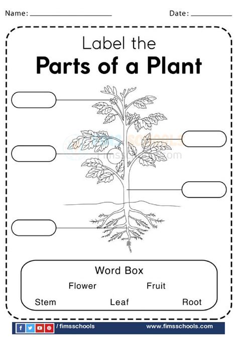 Parts of a plant worksheets