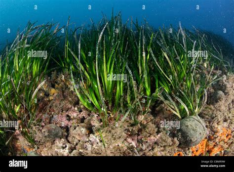 Seagrass Meadows, Posidonia oceanica, Ischia, Mediterranean Sea, Italy Stock Photo - Alamy