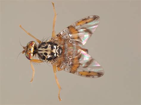 Female Mediterranean fruit Fly in dorsal view - SuperStock