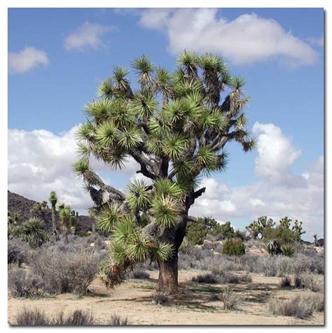 Sweethearts Of The West: THE CACTUS - AN ICON OF THE AMERICAN SOUTHWEST By Cheri Kay Clifton