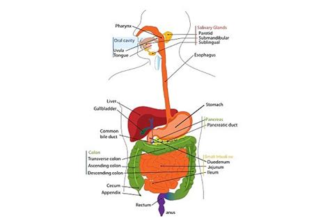 Examples Of Holozoic Organisms - themontryfamilyblog