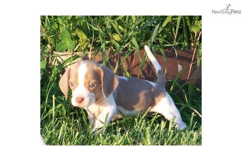 Meet Lilac a cute Beagle puppy for sale for $500. Rare lilac-colored ...