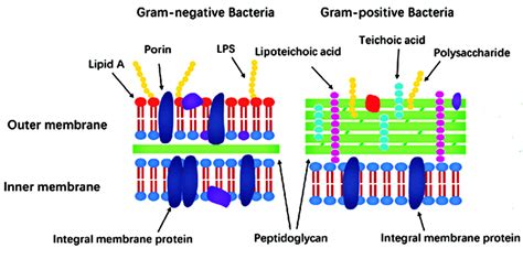 Bacterial Cell Wall The Differences Between Gram Posi - vrogue.co