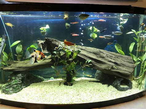 Aquarium Design Simple - Telnyet Aquarium Fish