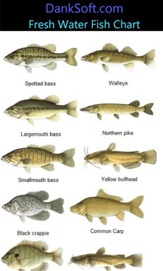 Download free Freshwater Fish Chart by Danksoft v.1.0.0.0 software 498235