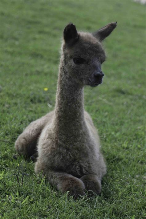 Alpaca babies (cria) - Alpaca Walking - Spring Farm Alpacas