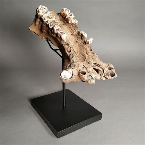 Fossil Malagasy Hippopotamus - Jawbone with custom stand - - Catawiki