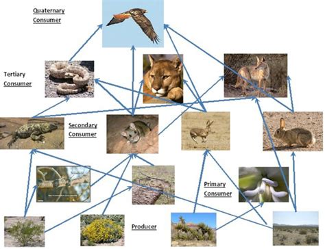 Food Web