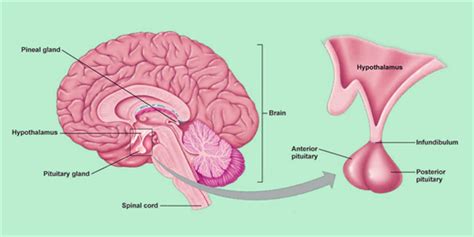 Pituitary Adenoma - Symptoms | Macroadenoma Radiology & Adenoma | Byju's