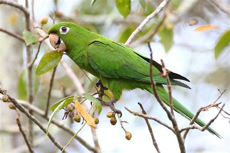 Hispaniolan Parakeet – birdfinding.info