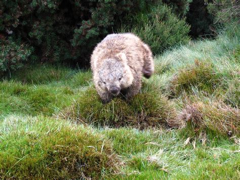 Vombatus Ursinus | means 'wombat little bear' standing on a … | Flickr