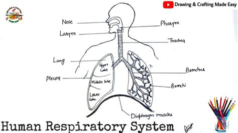 Respiratory system drawing | Respiratory system diagram | how to draw ...