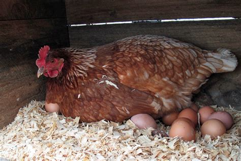 Chicken Laying Eggs In Her Coop | Heartland Family Farm (Blo… | Flickr