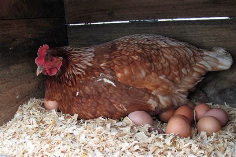 Chicken Laying Eggs In Her Coop | Heartland Family Farm (Blo… | Flickr