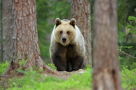 Brown Bear Walking Through Forest by David Fettes