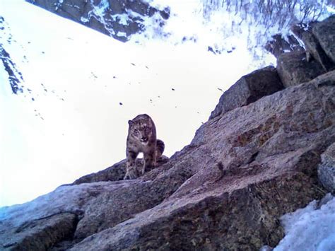 Snow Leopards Spotted In Jammu Kashmir's Kishtwar National Park. See Pics