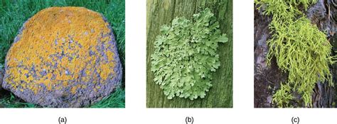 Lichens | Microbiology