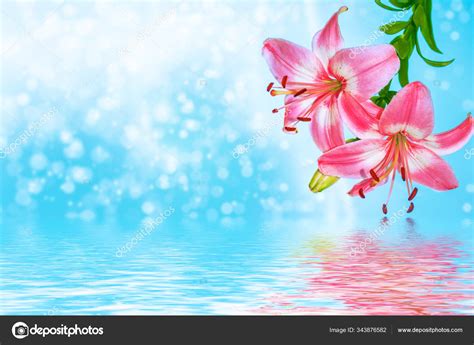 92 Background Bunga Lily For FREE - MyWeb